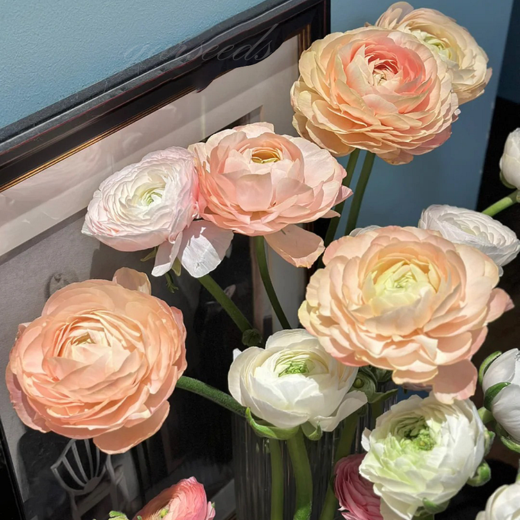 🌸Ranunculus—Wealth And Good Fortune
