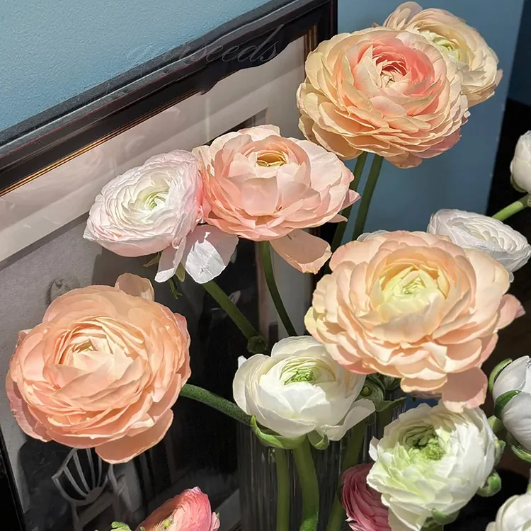 🌸Ranunculus—Wealth And Good Fortune