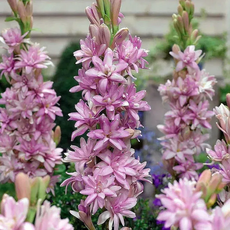 🌺Double Tuberose Bulbs