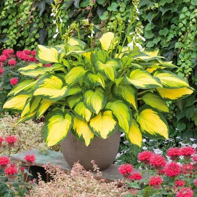 🪴Premium Hosta Seeds