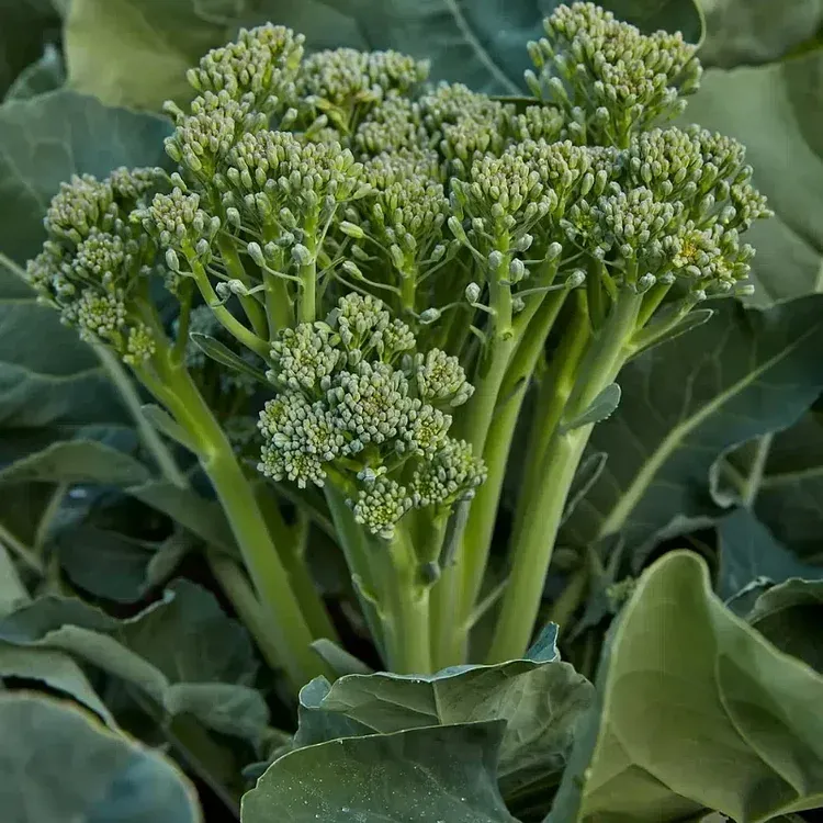 🥦Rare Broccolini Seeds
