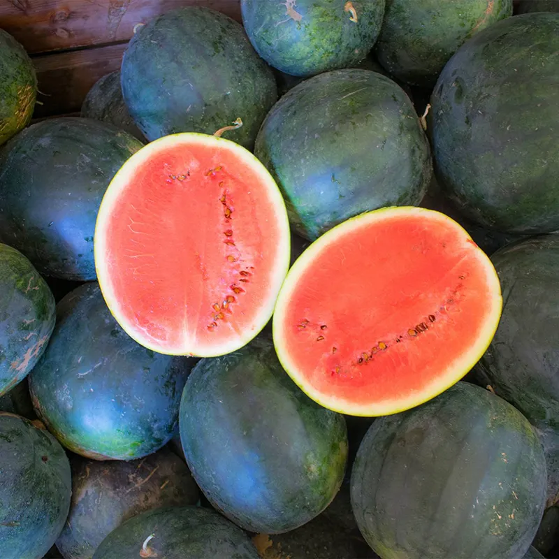 [Store Manager's Recommendation] Sugar Baby Watermelon Seeds