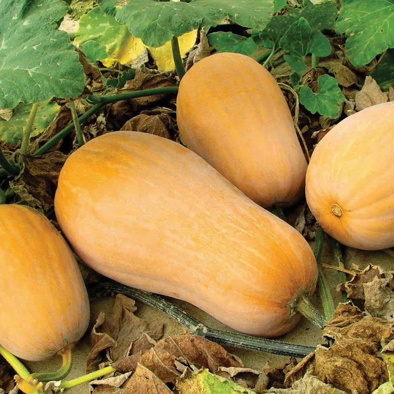 Waltham Butternut Pumpkin Seeds