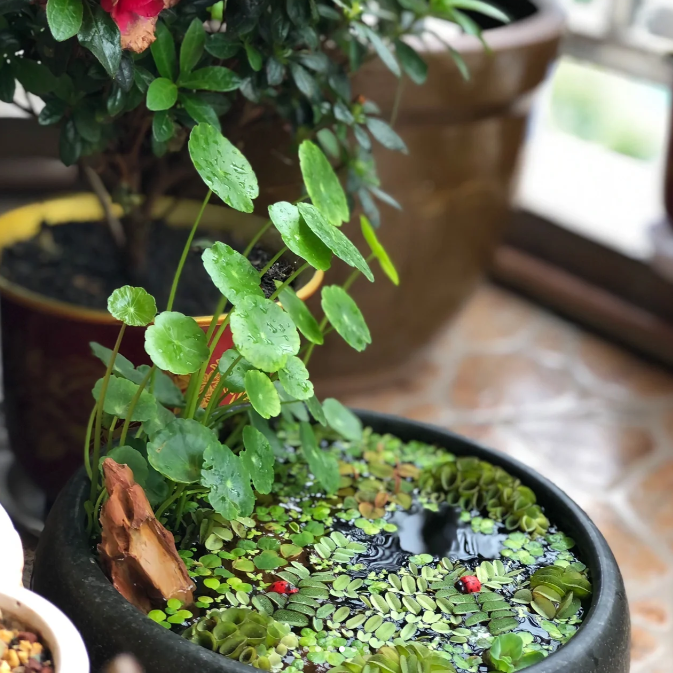 🍃Copper Money Grass-Air Purifying Plant for Harmful Substances