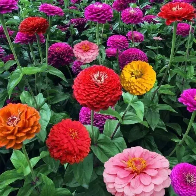 🌺Double Dwarf Zinnia Seeds