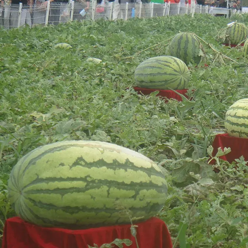 Giant Watermelon Seeds