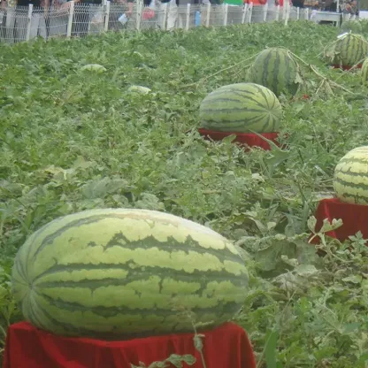 Giant Watermelon Seeds