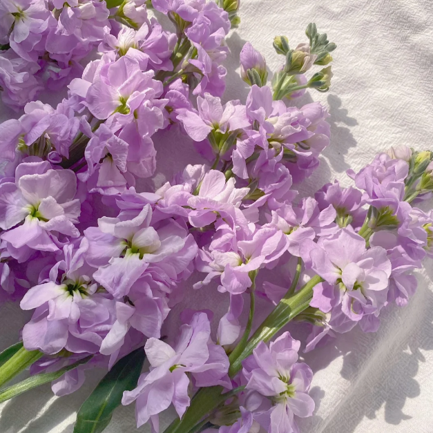 💐Eternal Love - Violet