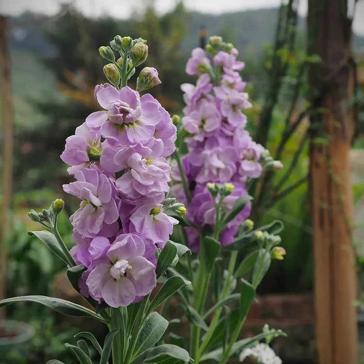 Double-flowered Violet Seeds🌺