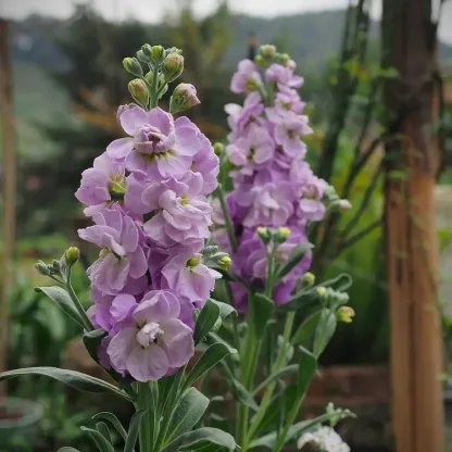 Double-flowered Violet Seeds🌺