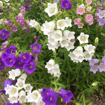 🔔Bellflower Seeds—Spring's Rainbow Romance🌸