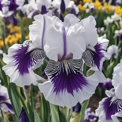 💐Moonlit Veil Iris (Iris germanica)—Long Blooming & Perennial