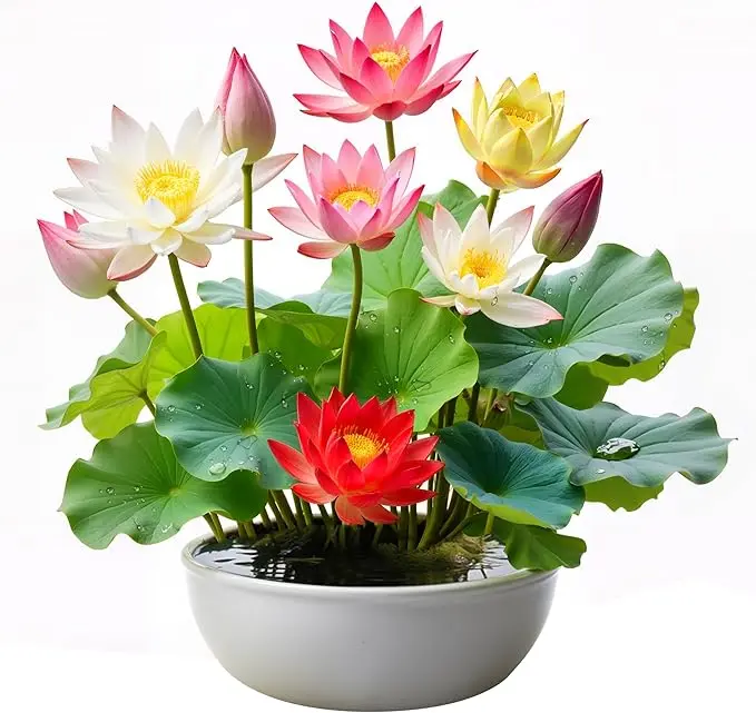 🌸Bowl lotus-Relieve Stress