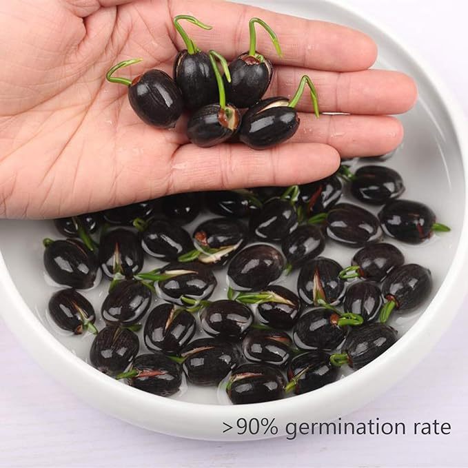 🌺BOWL LOTUS-RELIEVE STRESS