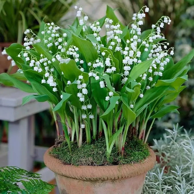 💐Lily Of The Valley—Hppiness Arrives