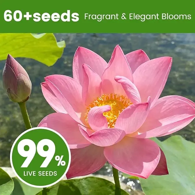 🌸Bowl lotus-Relieve Stress