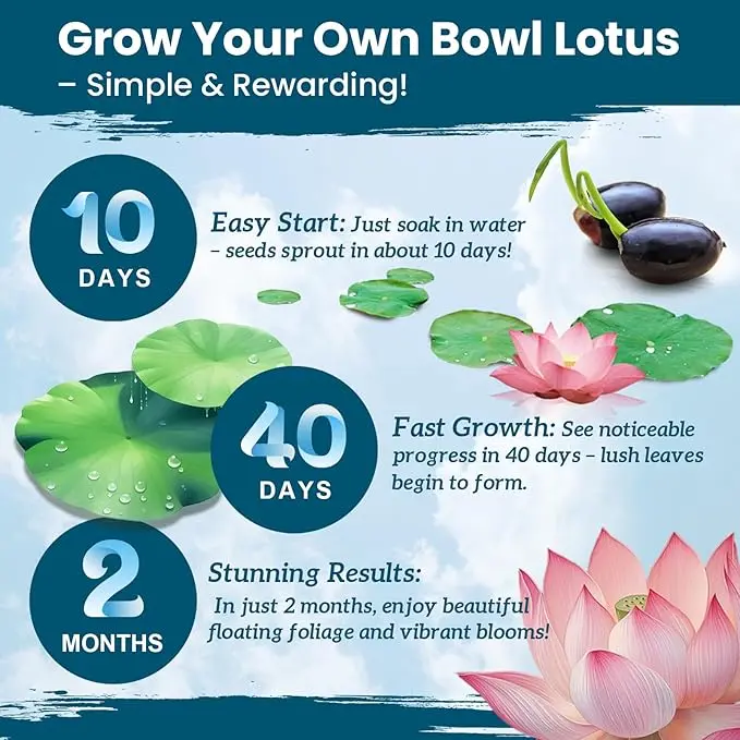 🌸Bowl lotus-Relieve Stress
