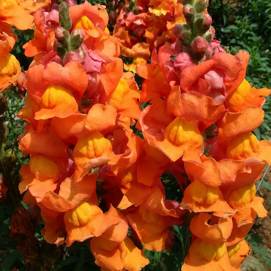 Royal Garden Snapdragon Seeds – Gardeners’ Choice for Tall, Colorful Cut-Flower Blooms 🌸