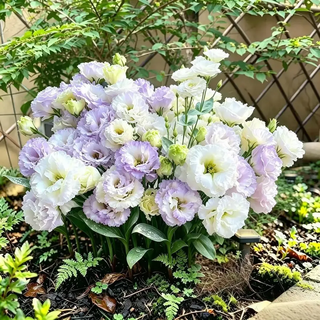 💐Lisianthus - Non-GMO, Garden, Indoor Blooms