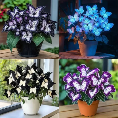 Begonia 'Moonlight Butterfly' 🦋