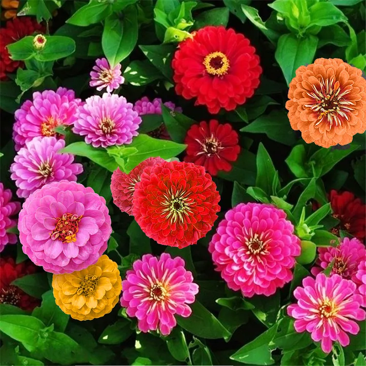 🌺Double Dwarf Zinnia Seeds