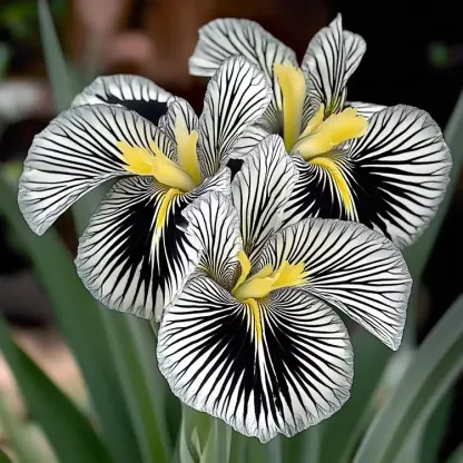💐Zebra Stripes Iris (Iris Germanica) – A Bold, Striped Beauty