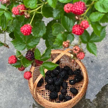 🍓Black Raspberry Organic Natural Seeds