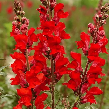 Royal Garden Snapdragon Seeds – Gardeners’ Choice for Tall, Colorful Cut-Flower Blooms 🌸