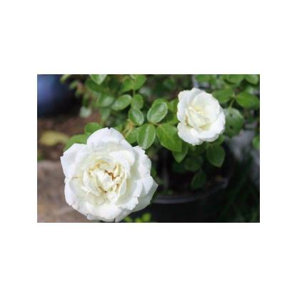 100pcs/Bag Climbing Rose Seeds