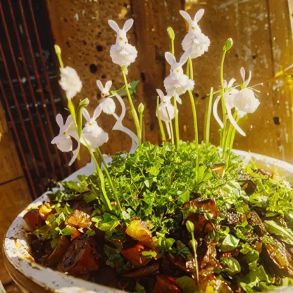 Soft And Cute Cold Killer-Bladderwort Flower Seeds