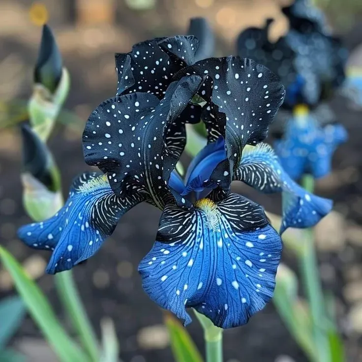 Amber Glow-Rare Iris Seeds⚜️