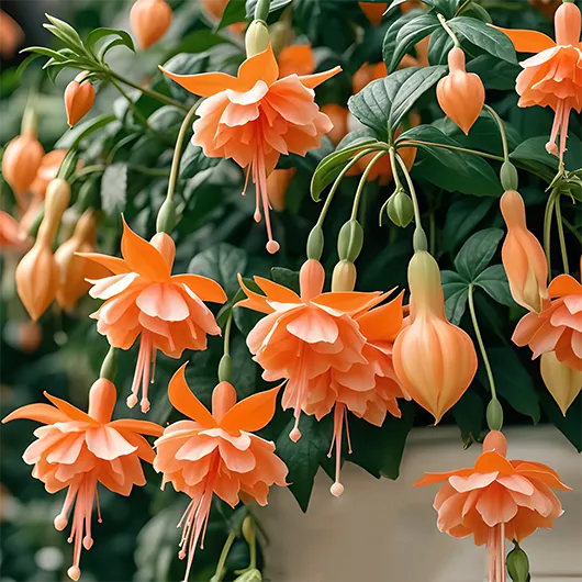 🌺Weeping Fuchsia—Dreamy Hanging Flower Waterfall