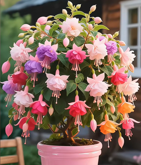🌺Lantern Flower Seeds-Colorful