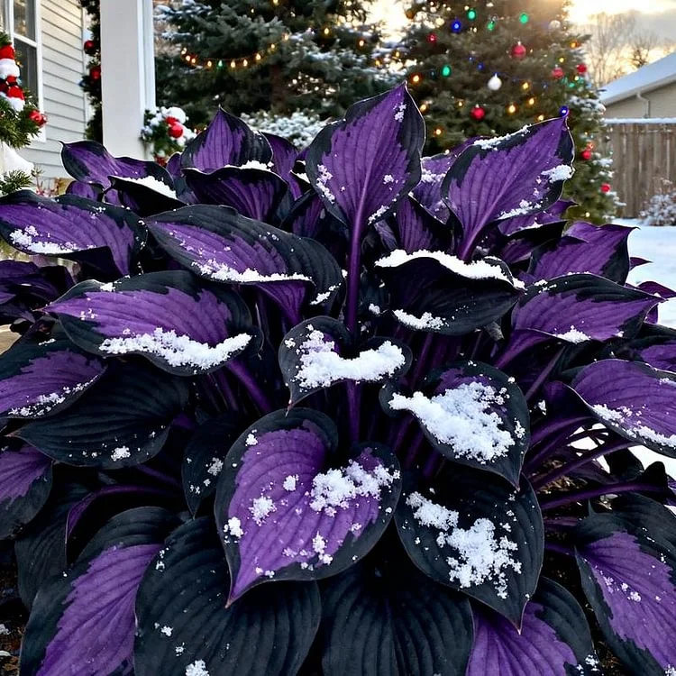 🔥2025 Hot Selling 🌌 Dark Purple Heart Hosta Seeds, a perennial garden plant that is easy to grow