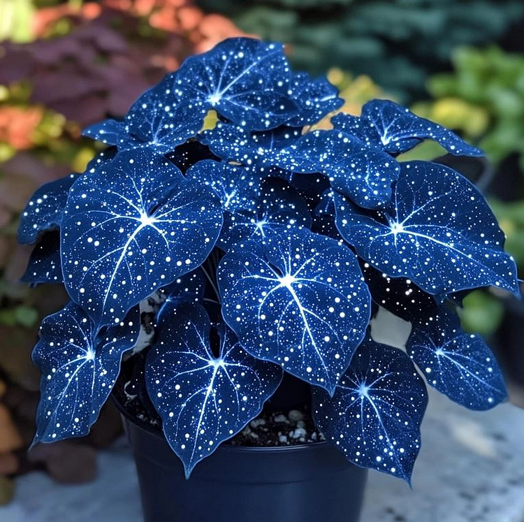 🌺Phantom Begonia 🌺