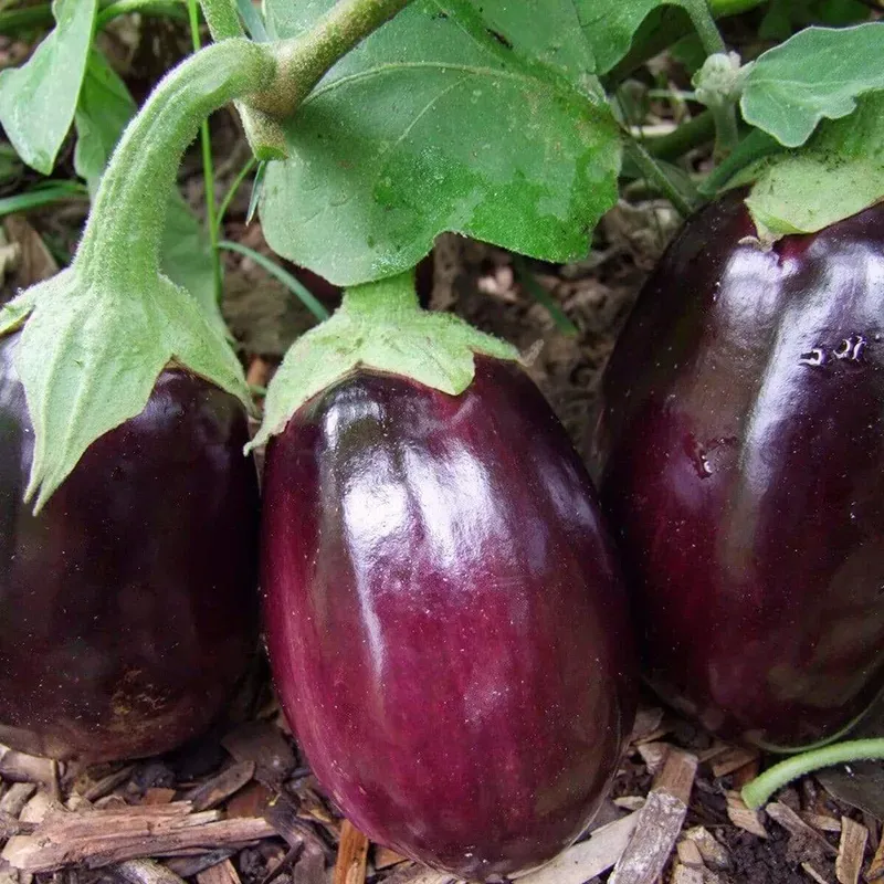 Heirloom Black Beauty Eggplant Seeds - Super Delicious, High-Yielding Old Variety