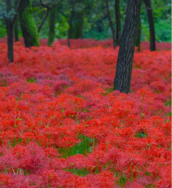 🌹Higanbana Spider Lily Equinox Flower Bulbs