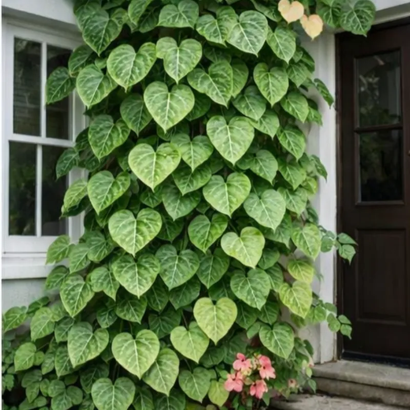 💜Purple Heart Vine Seeds–Vibrant Climbing Beauty 🌿✨
