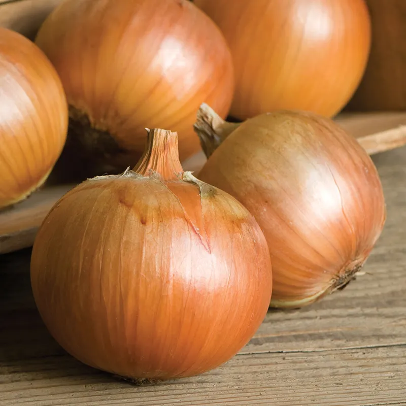 YELLOW OF PARMA ONION SEEDS