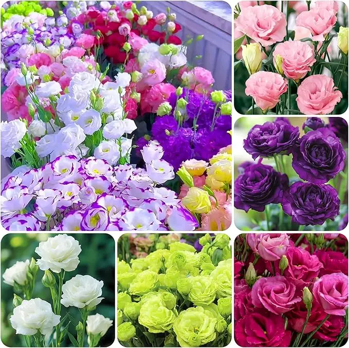 💐Lisianthus - Wildflower, Non-GMO, Garden, Indoor Blooms