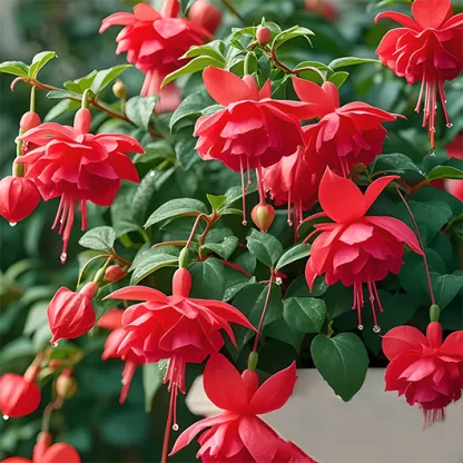 🌺 Lantern Flower Seeds-Red