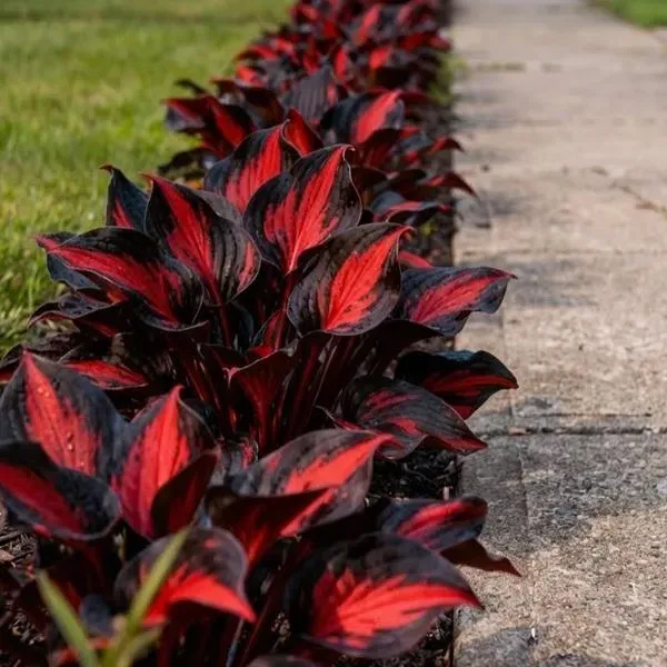 🔥Glow-in-the-Dark Garden Magic: Rare Black Red Flame Hostas Seeds