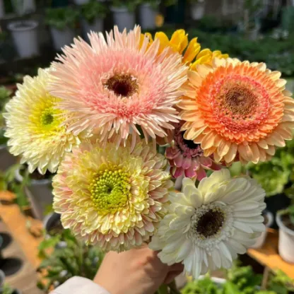 🌼Mixed Color Gerbera Seeds