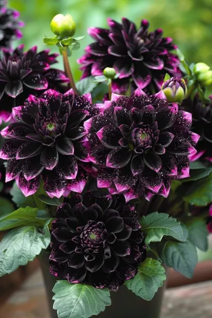 🌸Captivating Starry Night Dahlia 🌸