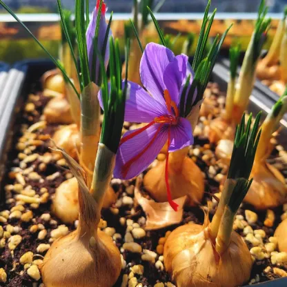 💐Saffron Bulbs-Gold Of Plants