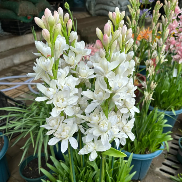 🌺Double Tuberose Bulbs
