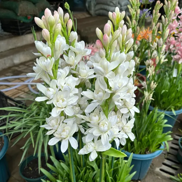 🌺Double Tuberose Bulbs