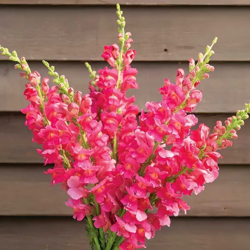Royal Garden Snapdragon Seeds – Gardeners’ Choice for Tall, Colorful Cut-Flower Blooms 🌸