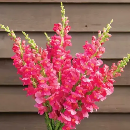 Royal Garden Snapdragon Seeds – Gardeners’ Choice for Tall, Colorful Cut-Flower Blooms 🌸
