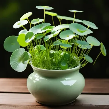 🍀Hydrocotyle Vulgaris Seeds-Copper Coin Grass